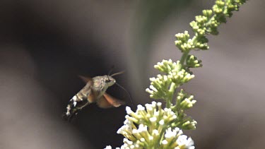 Hummingbird Hawkmoth,macroglossum stellatarum, Adult in Flight, Flapping Wings and Feeding on Buddleja or Summer Lilac, buddleja davidii, Normandy in France, Slow Motion