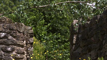 Great Grey Owl, strix nebulosa, Adult in Flight Between two Walls of Stone, Slow Motion