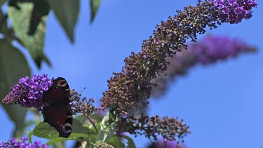 Peacock Butterfly, inachis io, Adult in Flight, Taking off from Buddleja or Summer Lilac, buddleja davidii, Normandy in France, Slow Motion