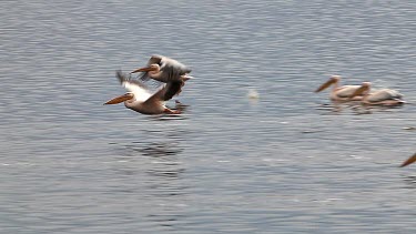 Great White Pelican, pelecanus onocrotalus, Adults in Flight, Group at Nakuru Lake in Kenya, Slow motion