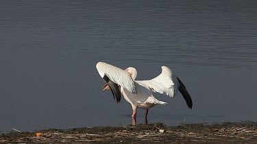 Great White Pelican, pelecanus onocrotalus, Adult in Flight, Nakuru Lake in Kenya, Slow motion