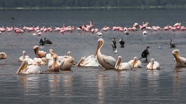Great White Pelican, pelecanus onocrotalus, Group having Bath, Colony at Nakuru Lake in Kenya, Slow motion