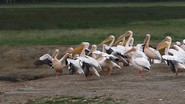 Great White Pelican, pelecanus onocrotalus, Adults in Flight, Colony at Nakuru Lake in Kenya, Slow motion