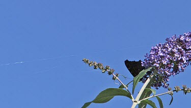 Peacock Butterfly, inachis io, Adult in Flight, Feeding on Buddleja or Summer Lilac, buddleja davidii, Normandy in France, Slow Motion