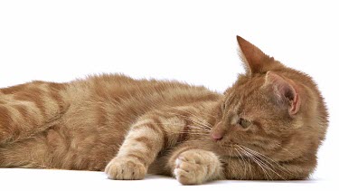 Red Tabby Domestic Cat, Adult Laying and Playing against White Background, Slow motion