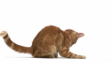 Red Tabby Domestic Cat, Adult Playing, Leaping against White Background, Slow motion