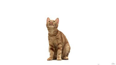 Red Tabby Domestic Cat, Adult Playing against White Background, Slow motion