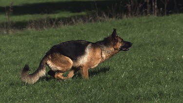 Domestic Dog, German Shepherd Dog, Adult running on Grass, Slow motion