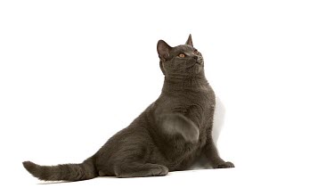 Chartreux Domestic Cat, Male Playing against White Background, Slow Motion