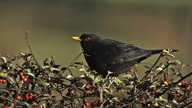 Blackbird, turdus merula, Male eating Berries from Cotoneaster, Normandy, Slow motion
