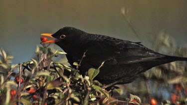 Blackbird, turdus merula, Male eating Berries from Cotoneaster, Normandy, Slow motion