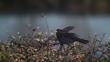 Blackbird, turdus merula, Male i Flight, Taking off from Cotoneaster, Normandy, Slow motion