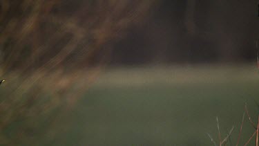 Common Starling, sturnus vulgaris, Adult in Flight, Normandy in France, Slow motion