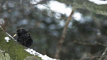 Common Starling, sturnus vulgaris, Adult scratching its Beak, Normandy, Slow motion