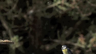Blue Tit, parus caeruleus, Adult in Flight, Flying to Trough, Normandy, Slow motion