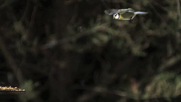 Blue Tit, parus caeruleus, Adult in Flight, Landing on Trough, Normandy, Slow motion