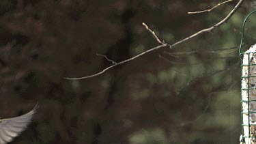 Common Starling, sturnus vulgaris, Adult in Flight, Landing on Trough, Normandy, Slow motion