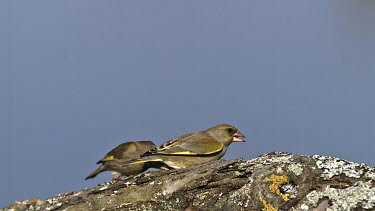 European Greenfinch, carduelis chloris, Adult in Flight, Taking off, Eating Seeds, Normandy, Slow motion