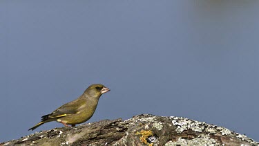 European Greenfinch, carduelis chloris, Adult in Flight, taking off from Branch, Normandy, Slow motion
