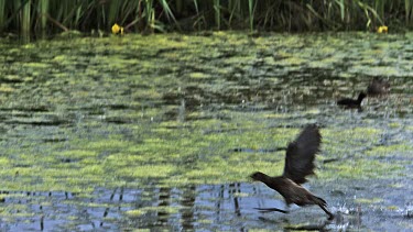 Common Moorhen or European Moorhen, gallinula chloropus, Immature in Flight Taking off, Pond in Normandy, Slow motion
