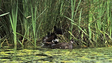 Common Moorhen or European Moorhen, gallinula chloropus, Chicks on Nest, Immature having Bath, Pond in Normandy, Slow motion