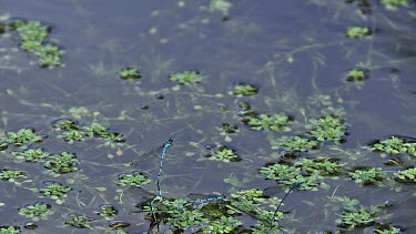 Blue-Tailed Damselfly, ischnura elegans, Dragonfly in Flight, Pairs mating, Pond in Normandy, Slow Motion