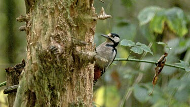Great Spotted Woodpecker, dendrocopos major, Adult doing Hole in Tree Trunk to Find Food, Normandy, Slow Motion