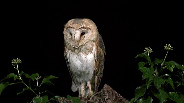 Barn Owl, tyto alba, Wings and Head Shaking, Normandy, Slow Motion