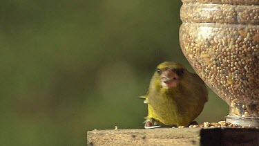 European Greenfinch, carduelis chloris, Adult eating Food at Trough, in Flight Normandy, Slow motion