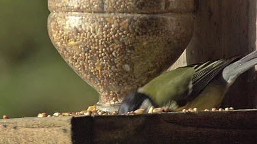 Great Tit, parus major, Adult eating Food at Trough, Normandy, Slow motion