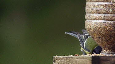 Great Tit, parus major, Adult eating Food at Trough, in Flight, Taking off, Normandy, Slow motion