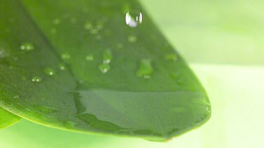 Drop of Water falling on Leaf, Slow motion