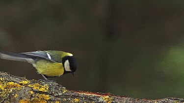 Great Tit, parus major, Adult Flapping Wings and Taking off from Branch, Normandy, Slow motion