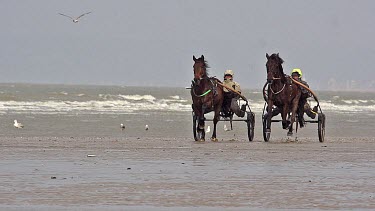 Horse racing, French Trotter, harness racing during Training on the Beach, Cabourg in Normandy, France