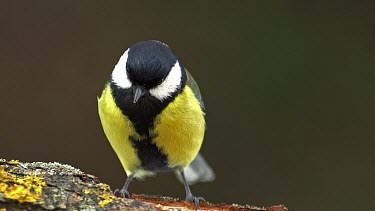 Great Tit, parus major, Male with Seed in its Beak, Taking off from Branch, Normandy, Slow motion