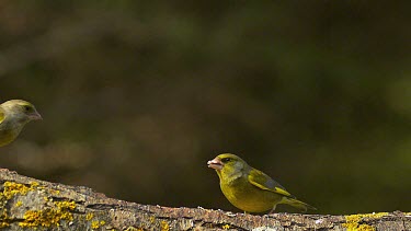 European Greenfinch, carduelis chloris, Female attacking Male, Normandy, Slow Motion