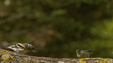 Brambling, fringilla montifringilla, Adult with Food in its Beak attacking Female Blackcap, sylvia atricapilla, Normandy, Slow motion