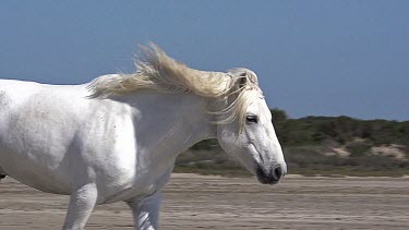 Camargue Horse Galloping on the Beach, Saintes Marie de la Mer in Camargue, in the South of France, Slow Motion