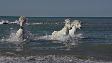 Camargue Horse Galloping in the Sea, Saintes Marie de la Mer in Camargue, in the South of France, Slow Motion