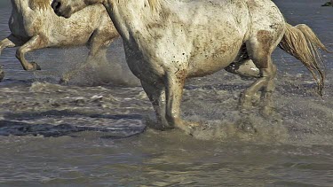 Camargue Horse galloping through Swamp, Saintes Marie de la Mer in Camargue, in the South of France, Slow Motion