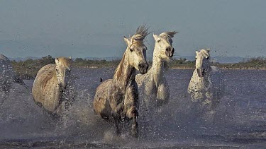 Camargue Horse, Group galloping through Swamp, Saintes Marie de la Mer in Camargue, in the South of France, Slow Motion