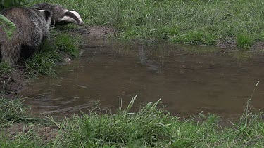 European Badger, meles meles, Pair running through Water, Normandy, Slow motion