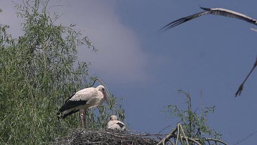 White Stork, ciconia ciconia, Pair and Chick standing on Nest, one in Flight, Alsace in France, Slow Motion