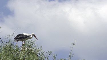 White Stork, ciconia ciconia, Pair standing on Nest, one in Flight, Alsace in France, Slow Motion