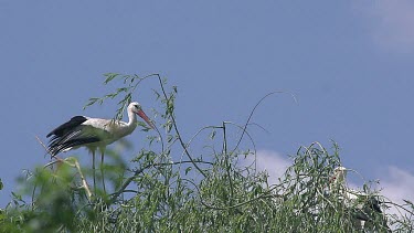 White Stork, ciconia ciconia, Adult in Flight, Alsace in France, Slow Motion