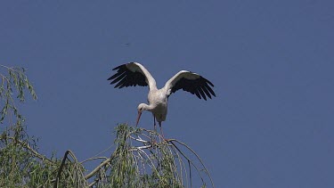 White Stork, ciconia ciconia, Adult Flapping Wings, Alsace in France, Slow Motion