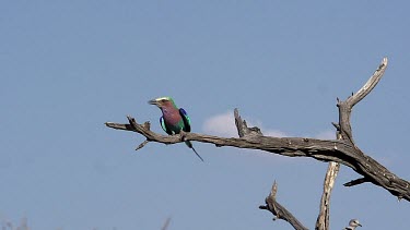 Lilac Breasted Roller, coracias caudata, Adult taking off from Branch, in Flight, Okavango Delta in Botswana, Slow Motion