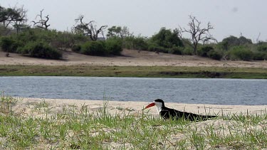 Black Skimmer, rynchops niger, Adult in Flight, Taking off, Chobe River, Okavango Delta in Botsana, Slow Motion