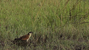 Senegal Coucal, centropus senegalensis, Adult taking off, in Flight, Moremi Reserve, Okavango Delta in Botswana, Slow motion
