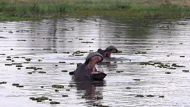 Hippopotamus, hippopotamus amphibius, Adult with Mouth wide open, Threat display, Chobe River, Okavango Delta in Botswana, Slow motion